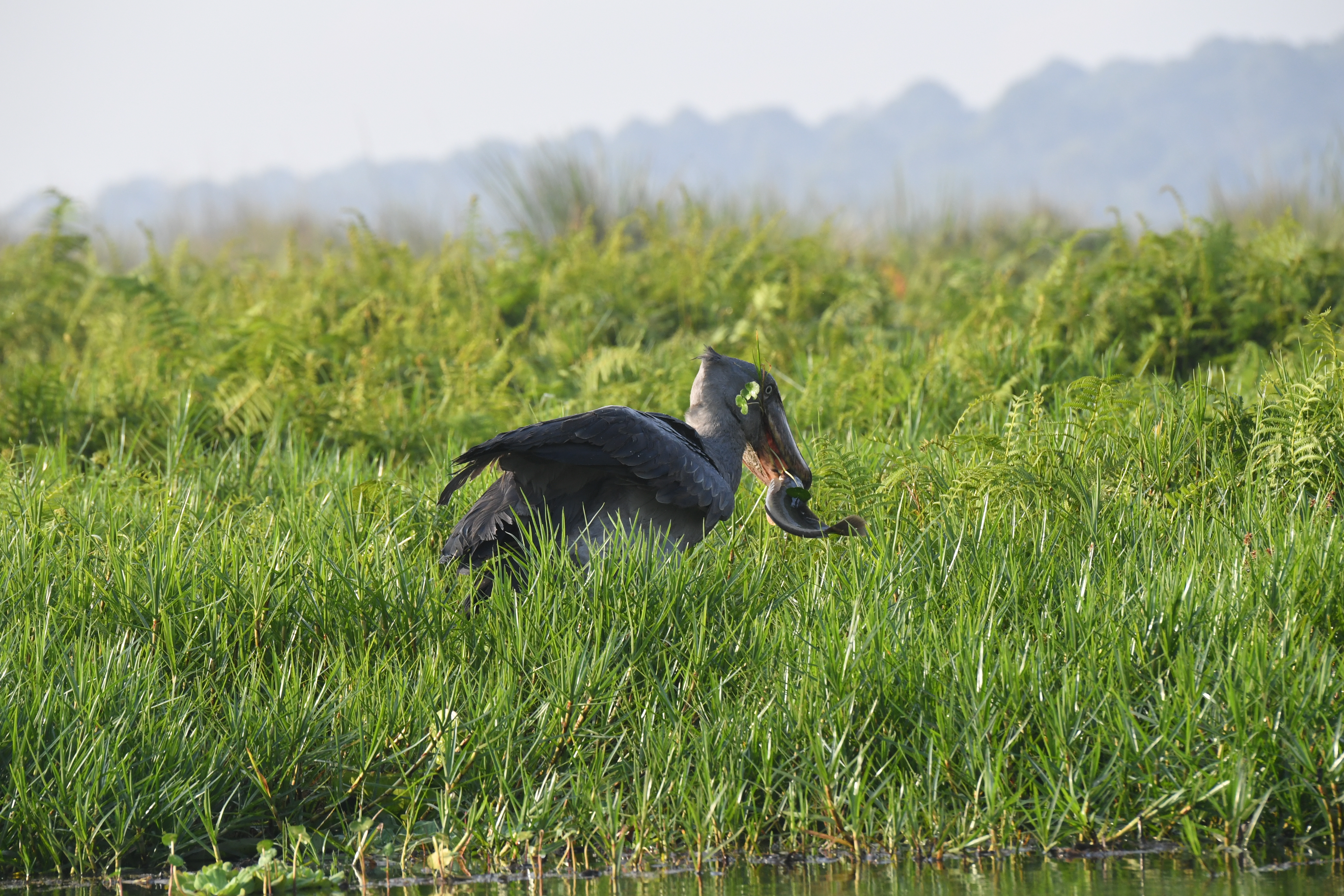 Mabamba Swamp