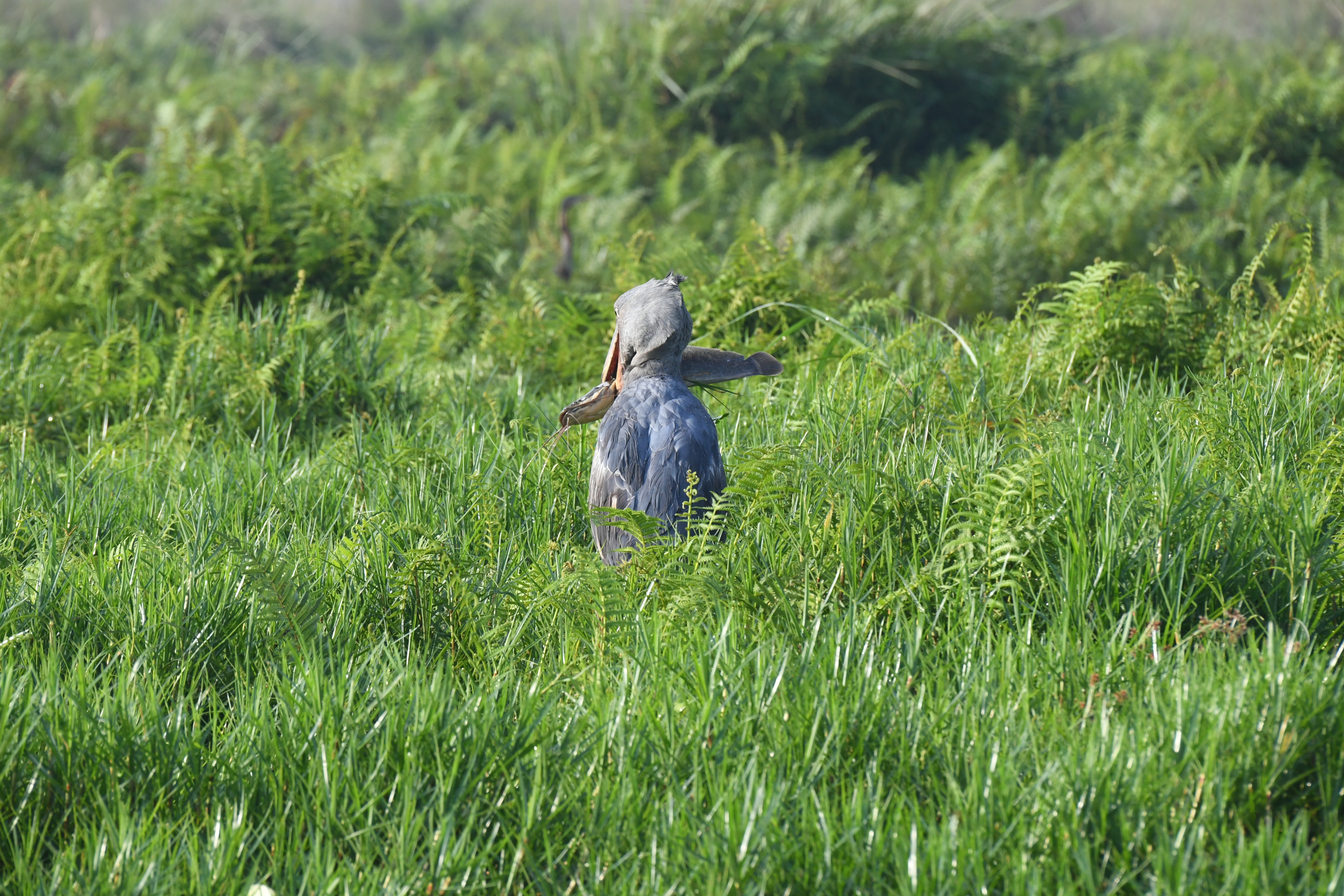 Mabamba Swamp