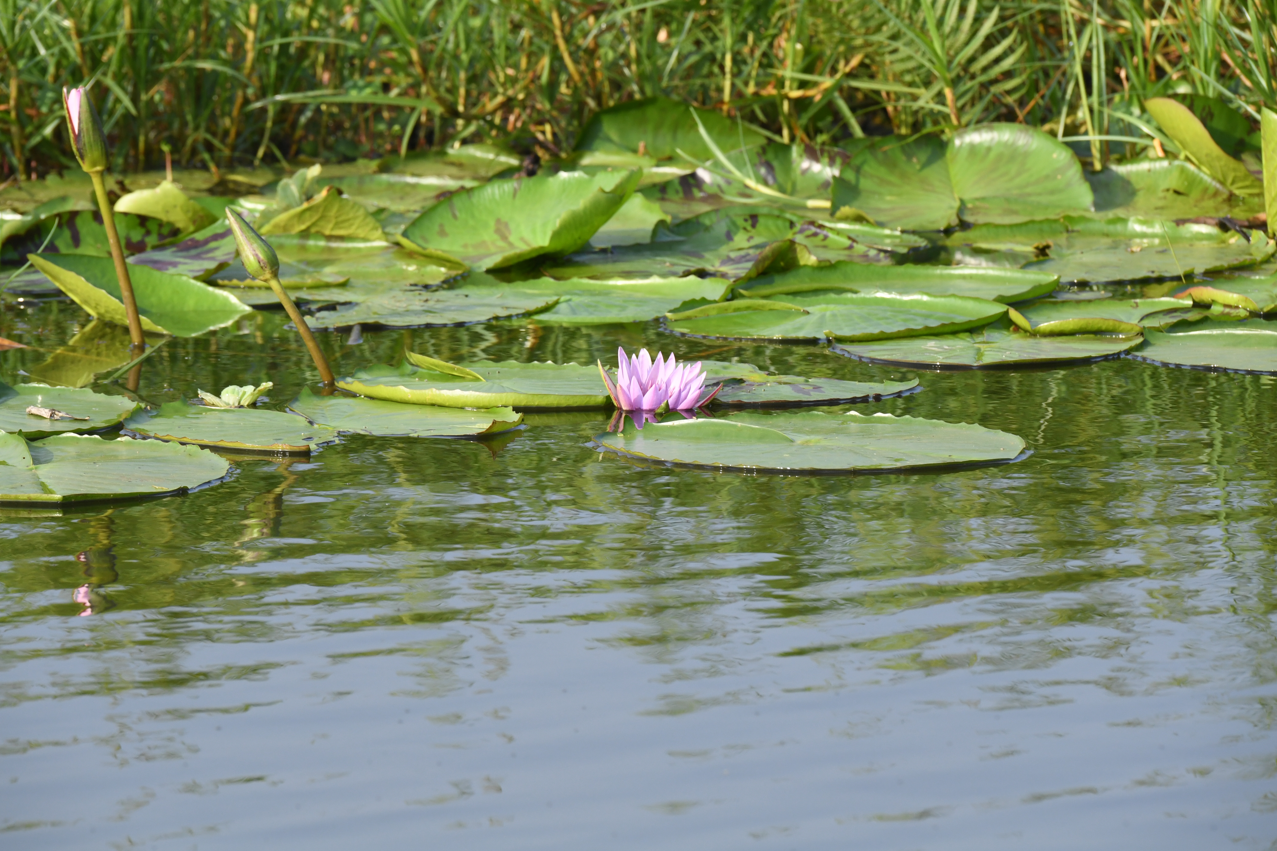 Mabamba Swamp