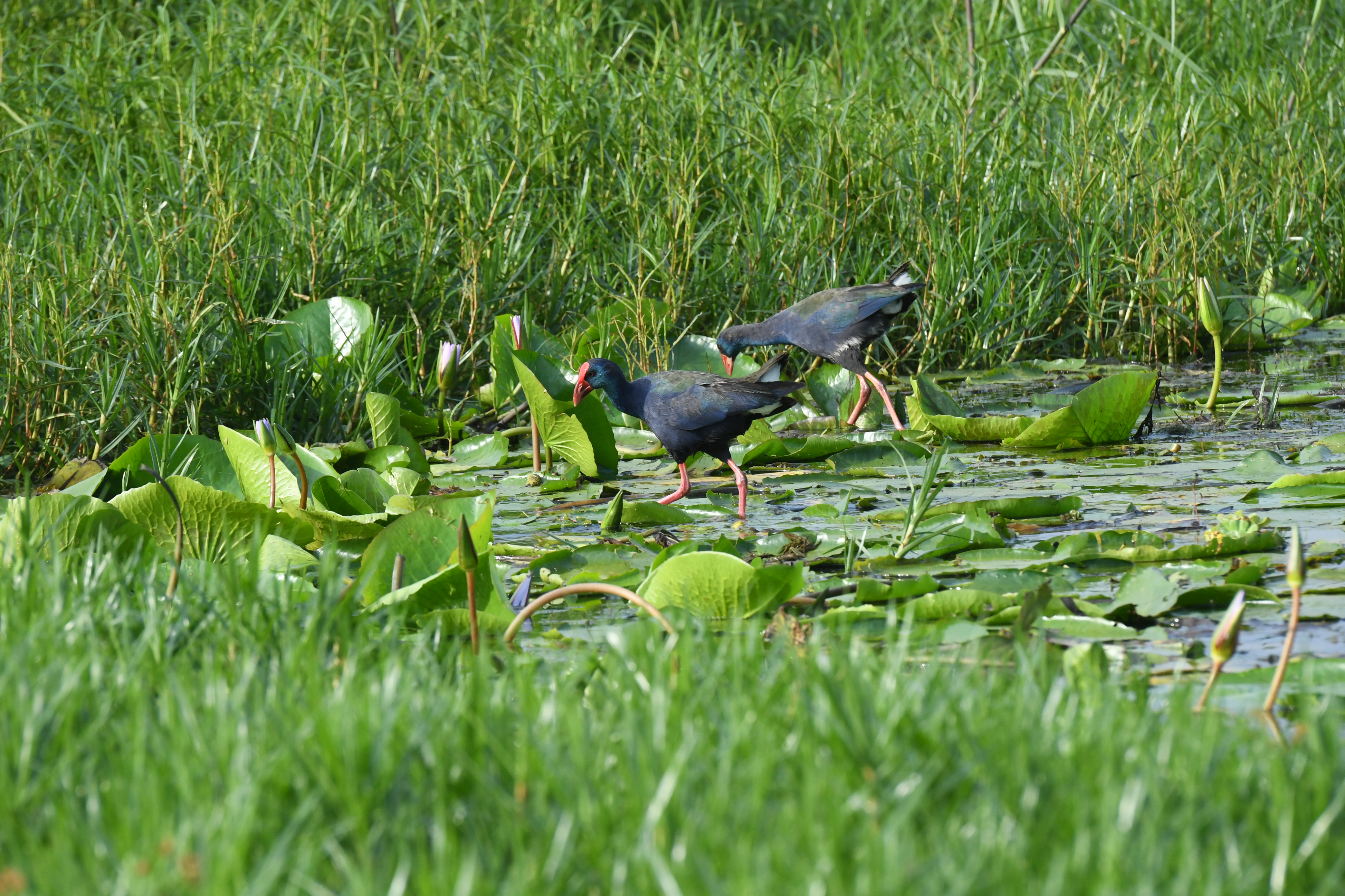 Mabamba Swamp