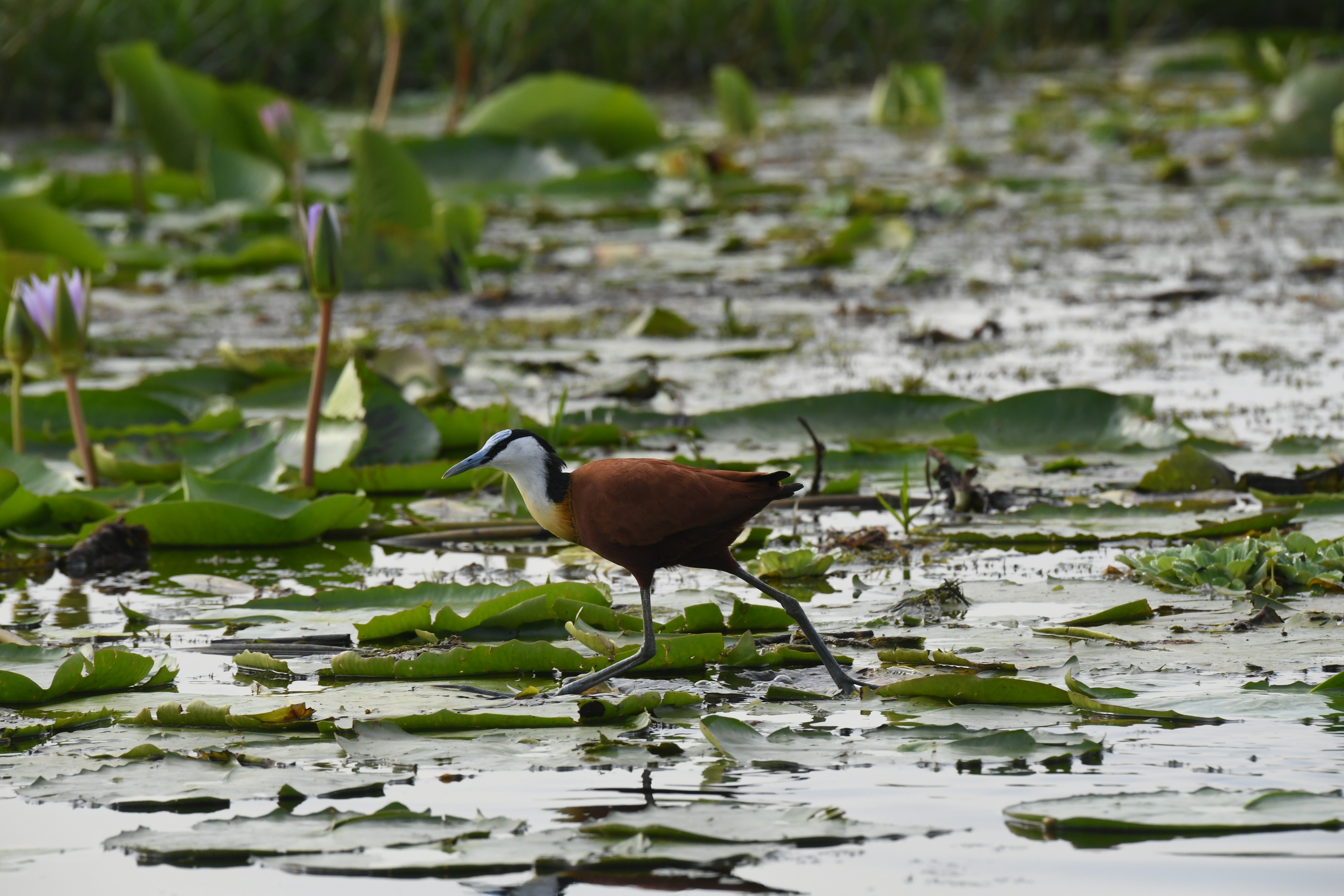 Mabamba Swamp