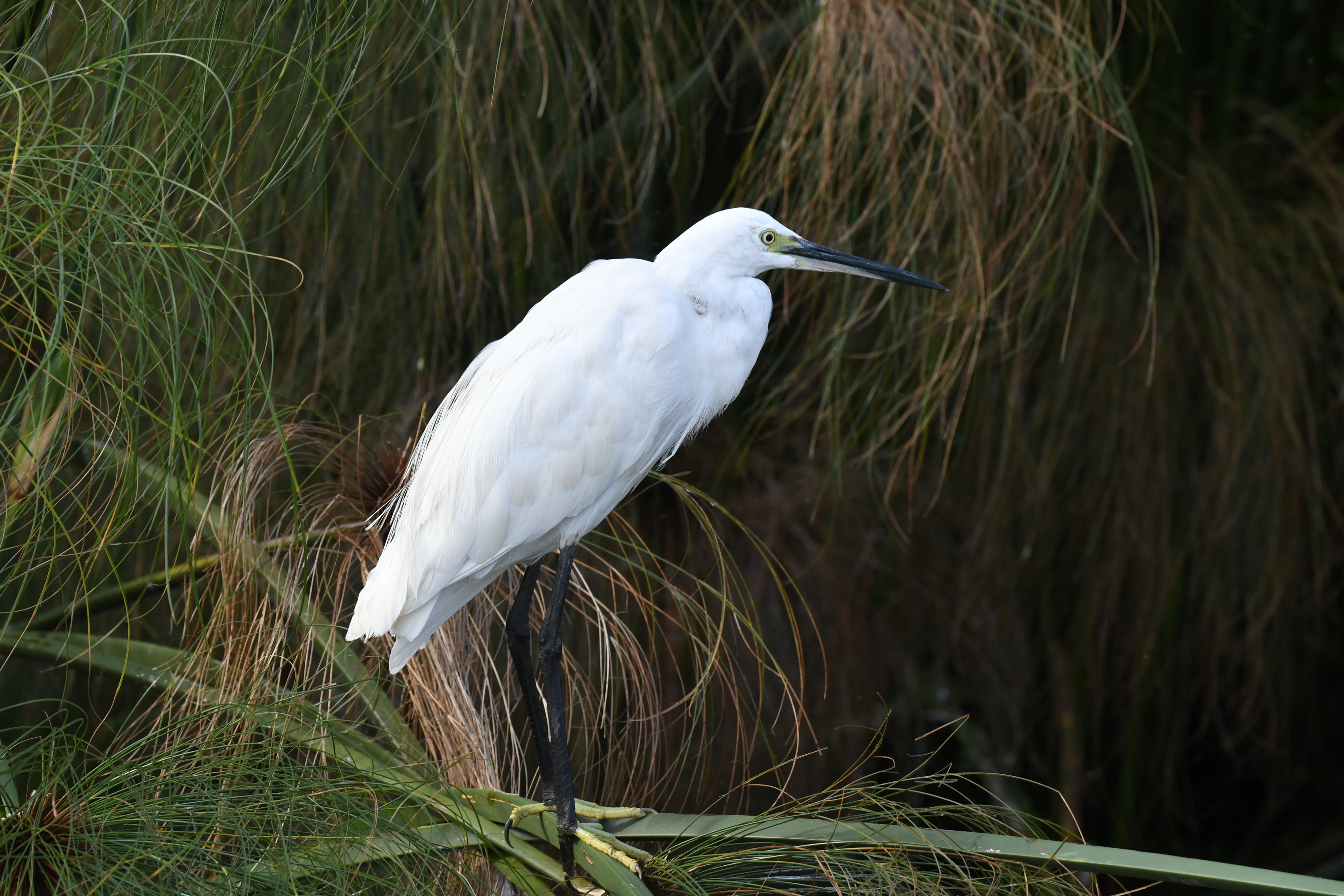 Mabamba Swamp
