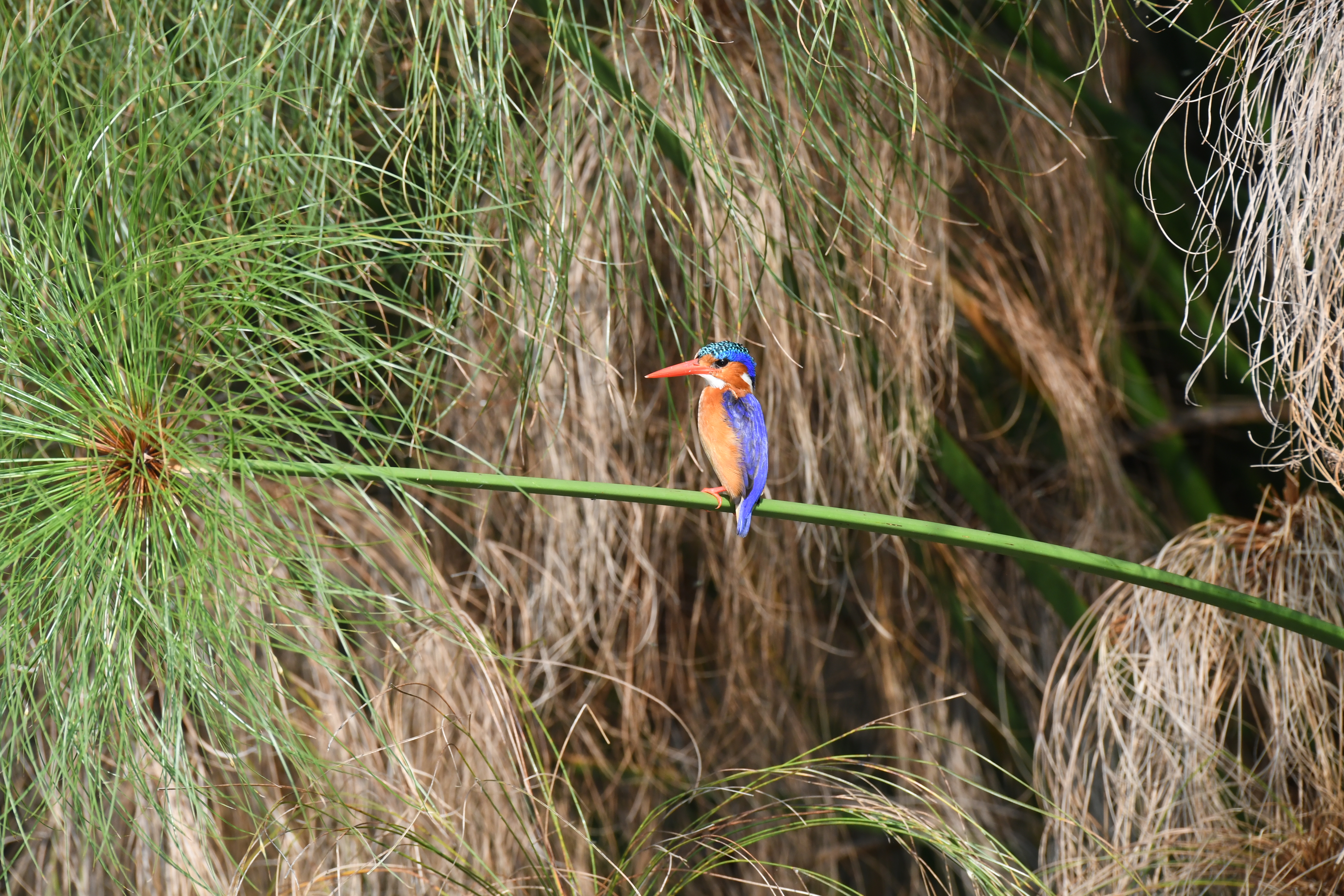 Mabamba Swamp