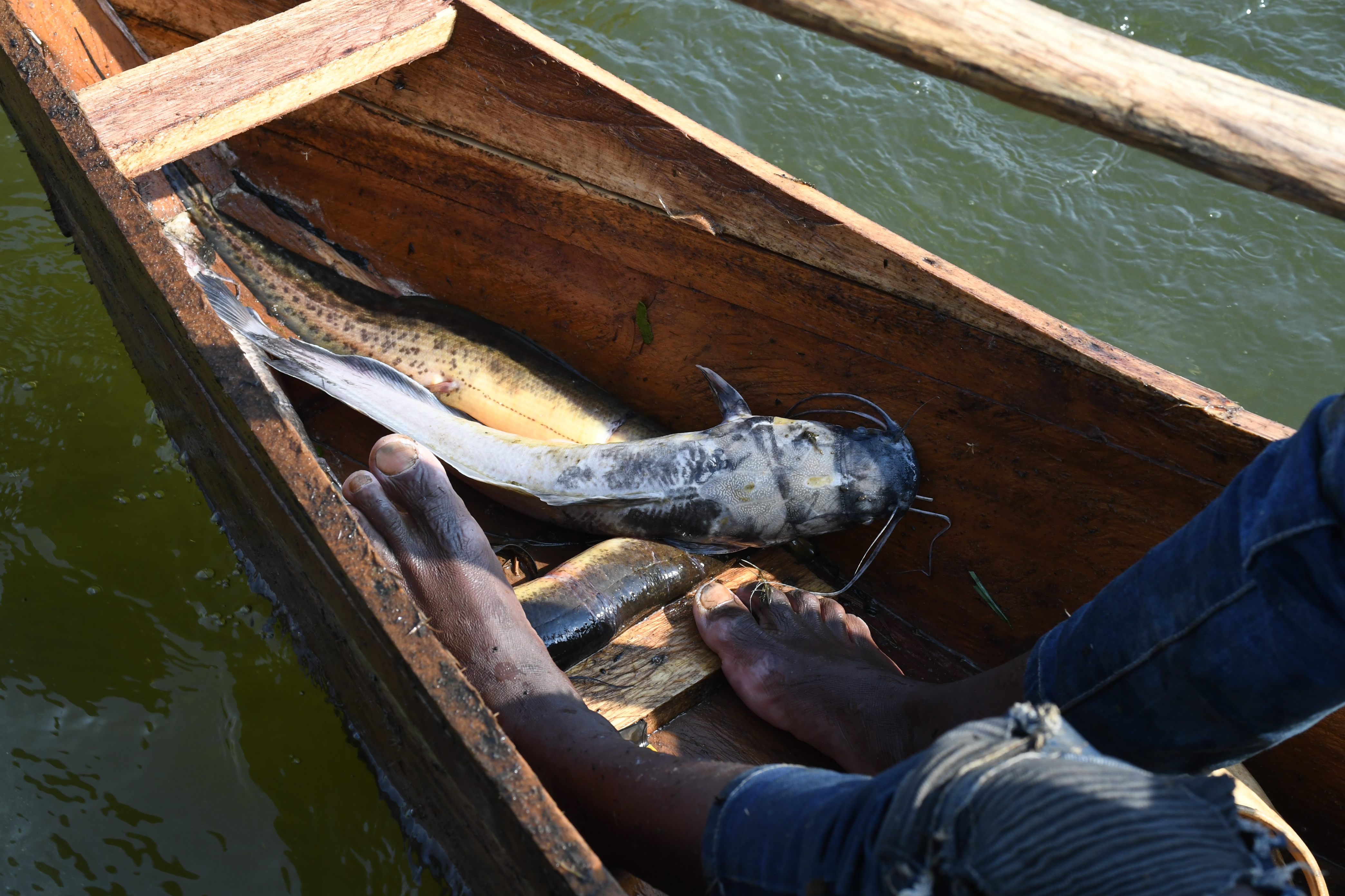 Mabamba Swamp