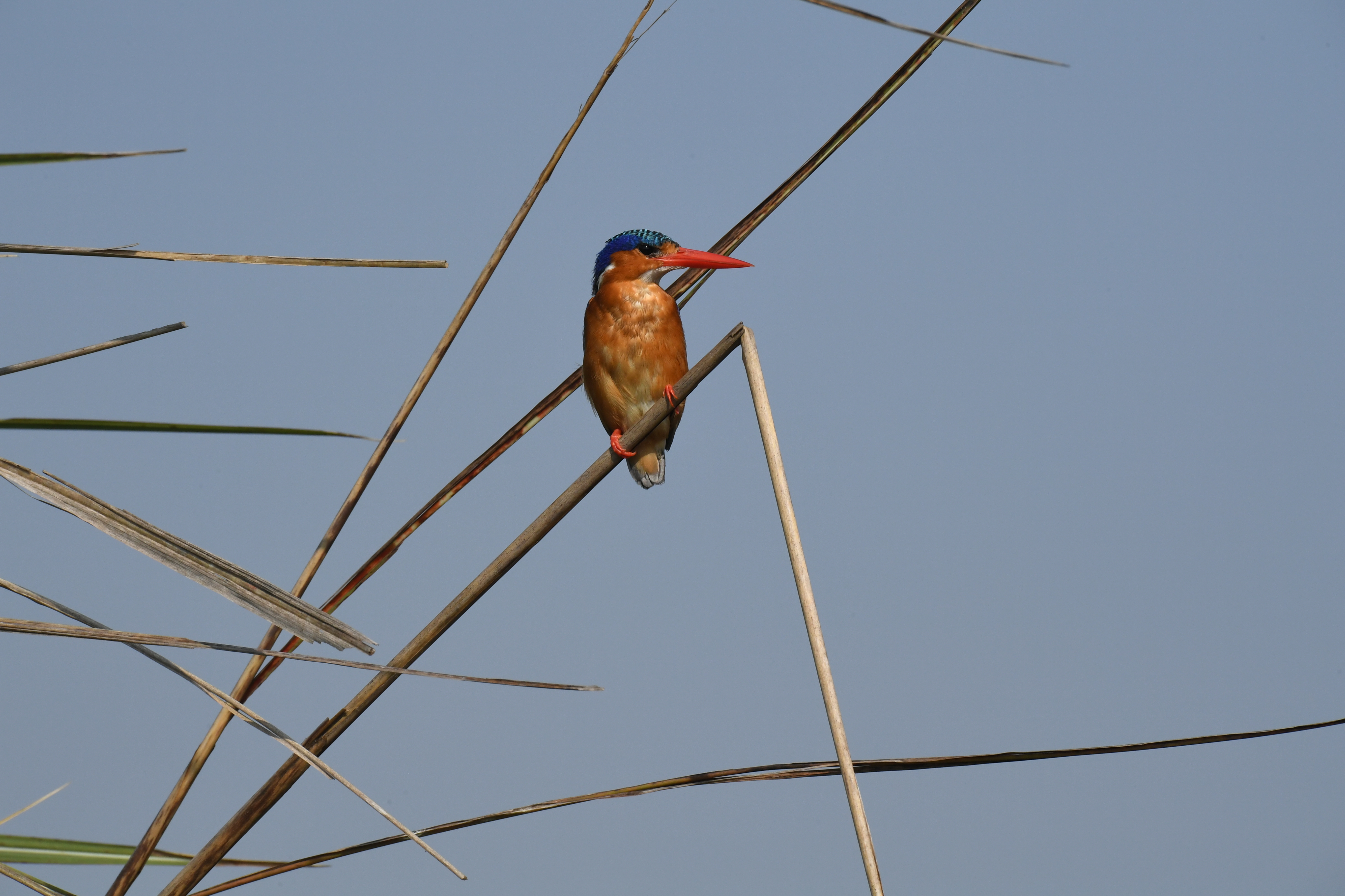Mabamba Swamp