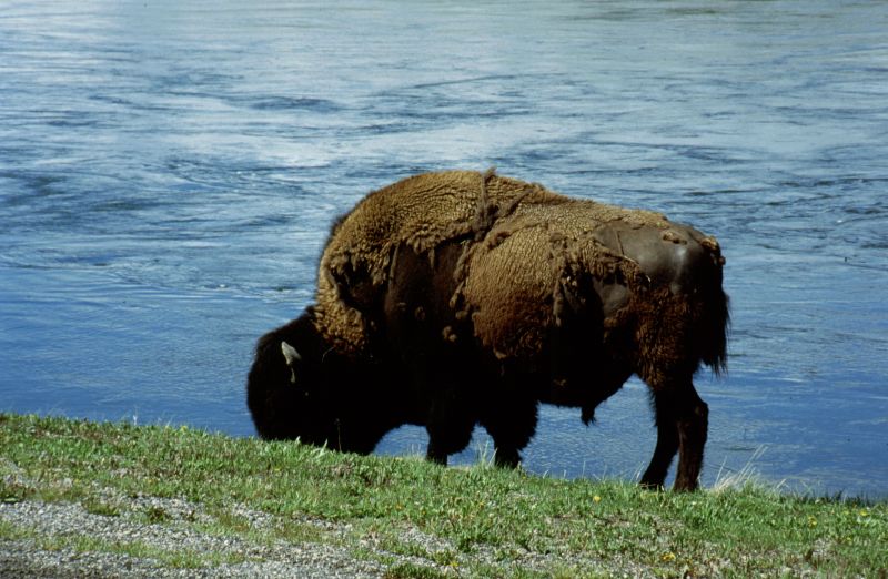 Yellowstone N.P. 06/1999