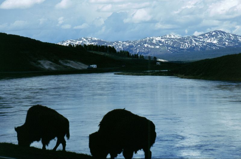 Yellowstone N.P. 06/1999