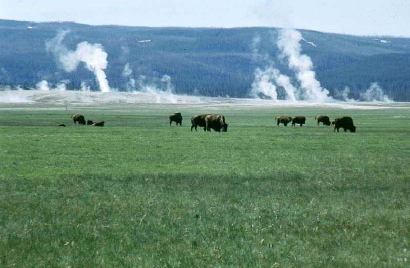 Yellowstone N.P. 06/1999