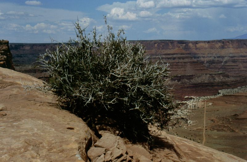 Canyonlands N.P. 06/1999