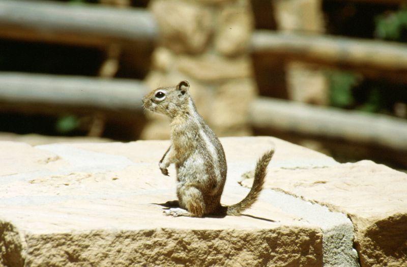 Bryce Canyon N.P. 06/1999