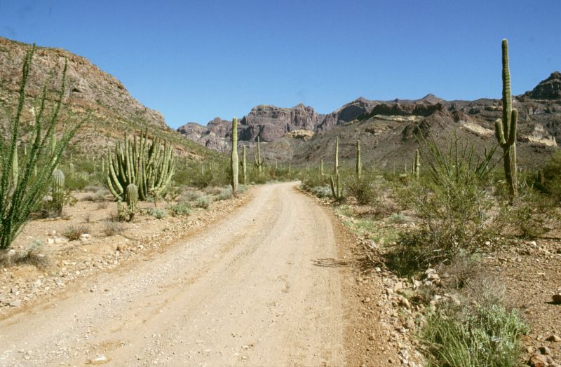 Organ Pipe Cactus N.M., 10/2003