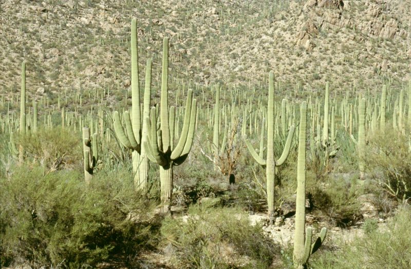 Seguaro N.P., 10/2003