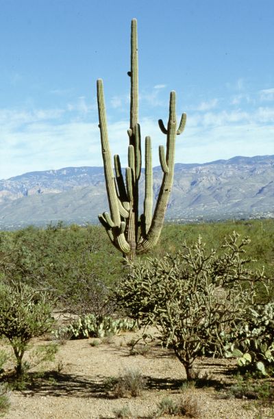 Seguaro N.P., 10/2003