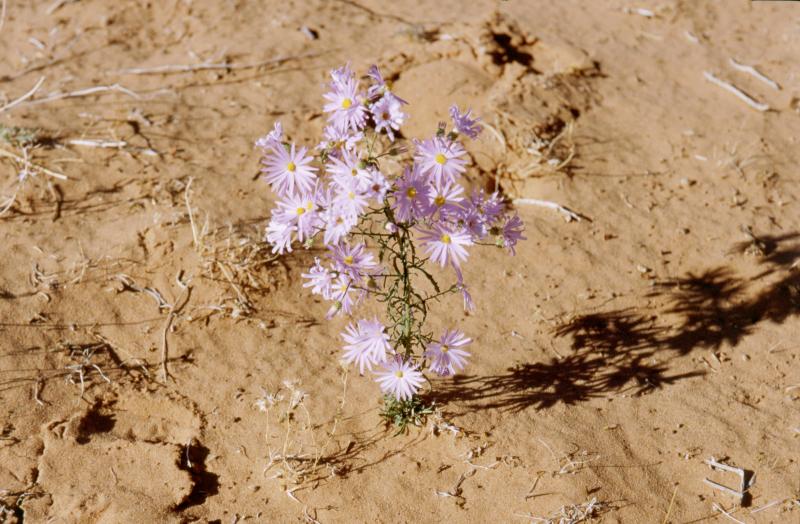 Anfahrt Grand Canyon N.P. (Westen), 10/2003