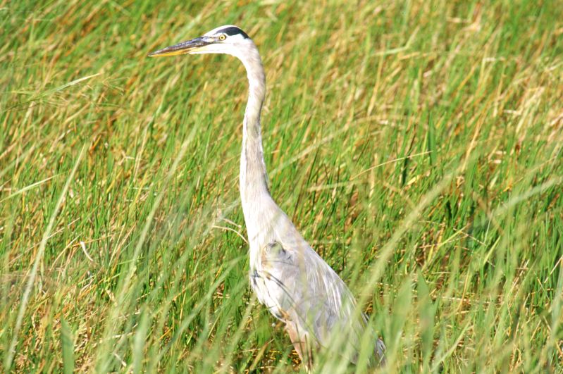 Everglades N.P., 09/2004
