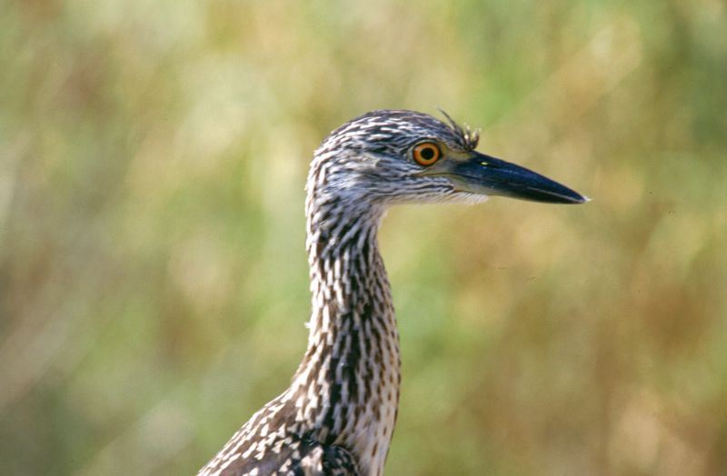 Everglades N.P., 09/2004