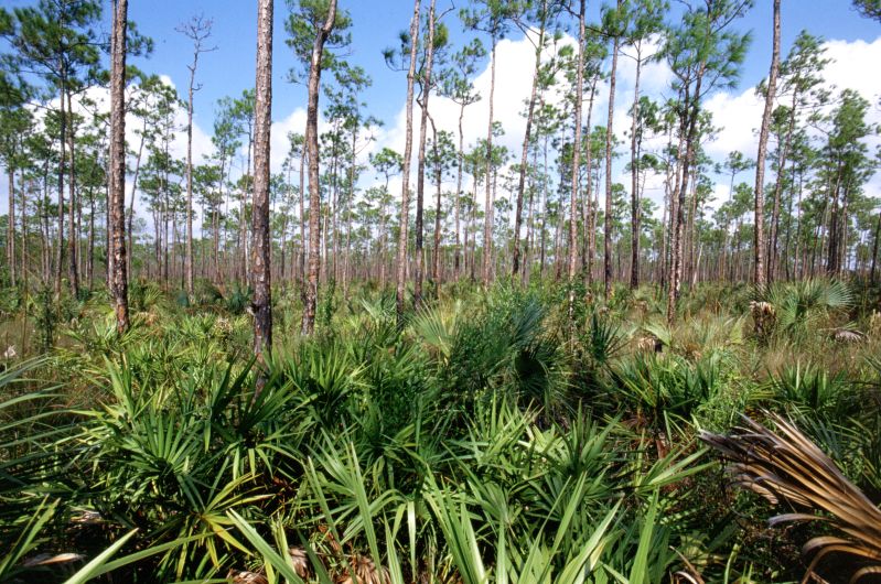Everglades N.P., 09/2004