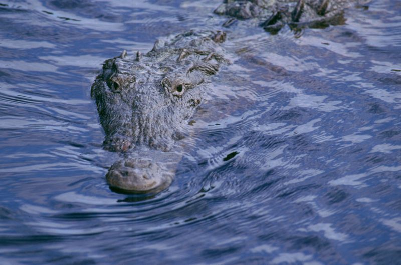 Everglades N.P., 09/2004
