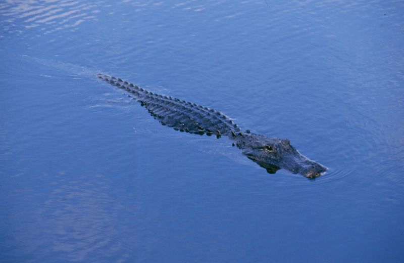 Everglades N.P., 09/2004