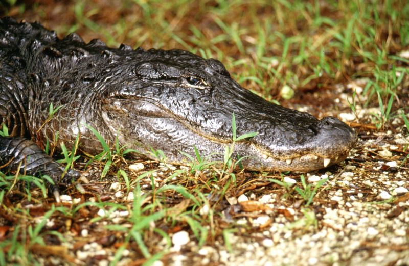 Everglades N.P. (Big Cypress National Preserve, SSHwy 94)