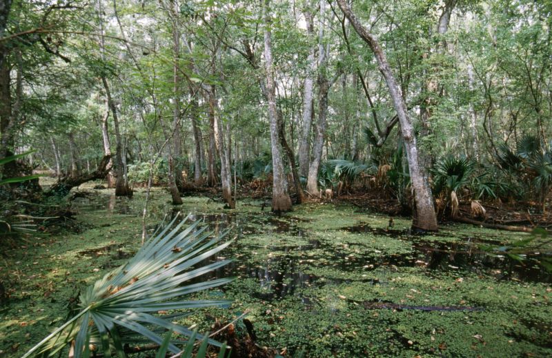 Jean Lafitte N.H.P. (Brataria Preserve), 09/2004