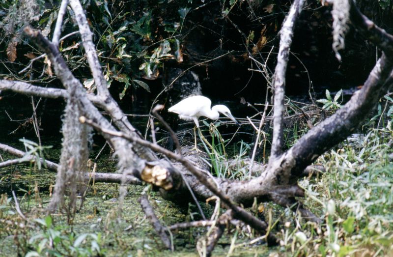 Jean Lafitte N.H.P. (Brataria Preserve), 09/2004