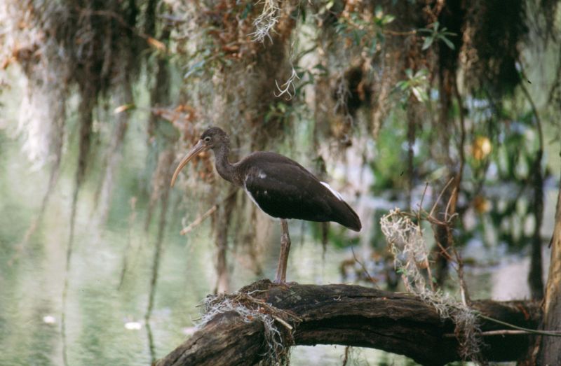 Jean Lafitte N.H.P. (Brataria Preserve), 09/2004