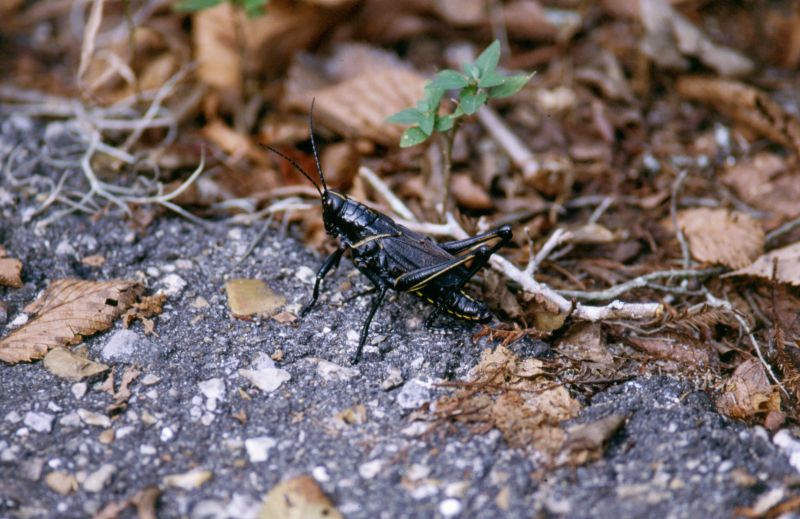 Jean Lafitte N.H.P. (Brataria Preserve), 09/2004