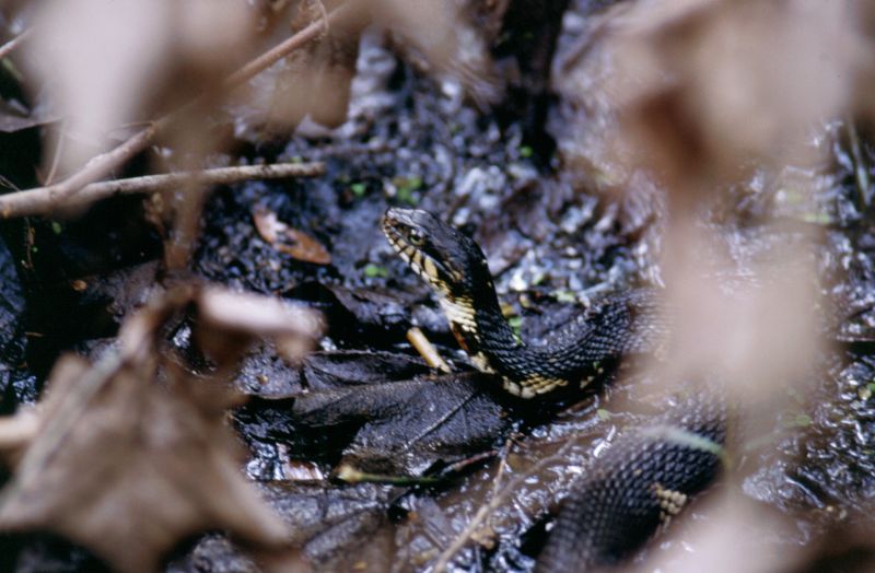Jean Lafitte N.H.P. (Brataria Preserve), 09/2004