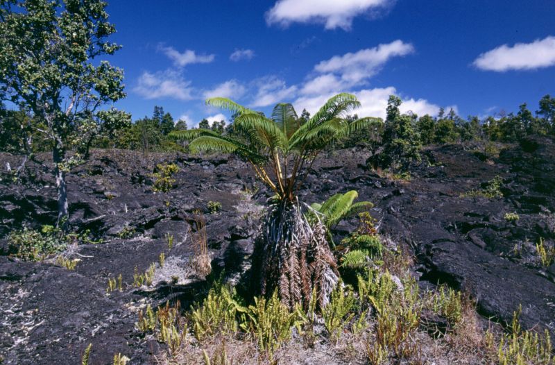 Big Island, Hawai�i Volcanoes N.P., Mauna Lava Shield, 10/2004