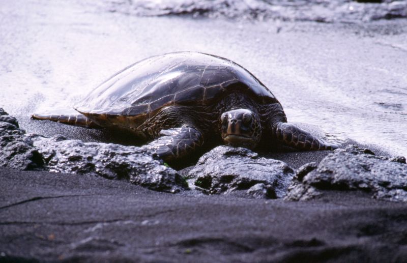 Big Island, Puna Lu�u Beach Park, 10/2004