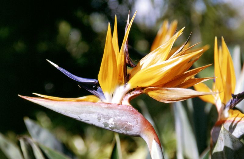 O�ahu, Dole Plantation Garden, 10/2004