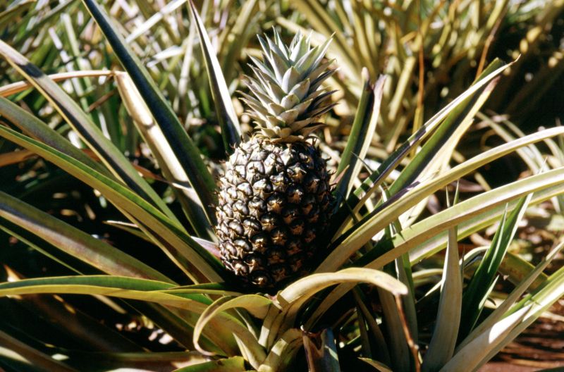 O�ahu, Dole Plantation Garden, 10/2004