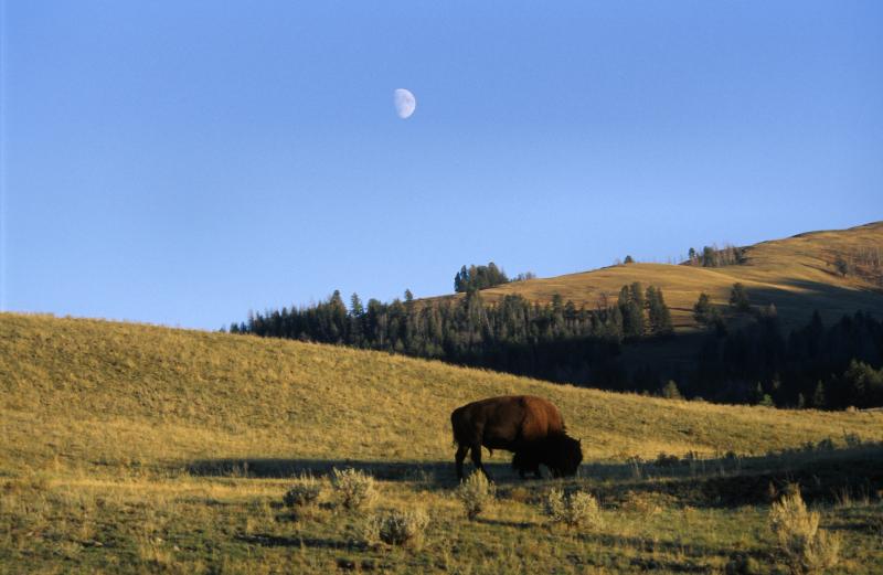 Yellowstone N.P., 09/2007