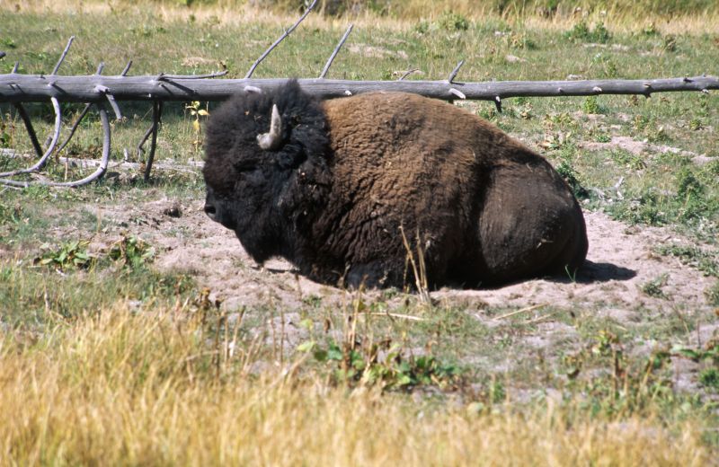 Yellowstone N.P., 09/2007