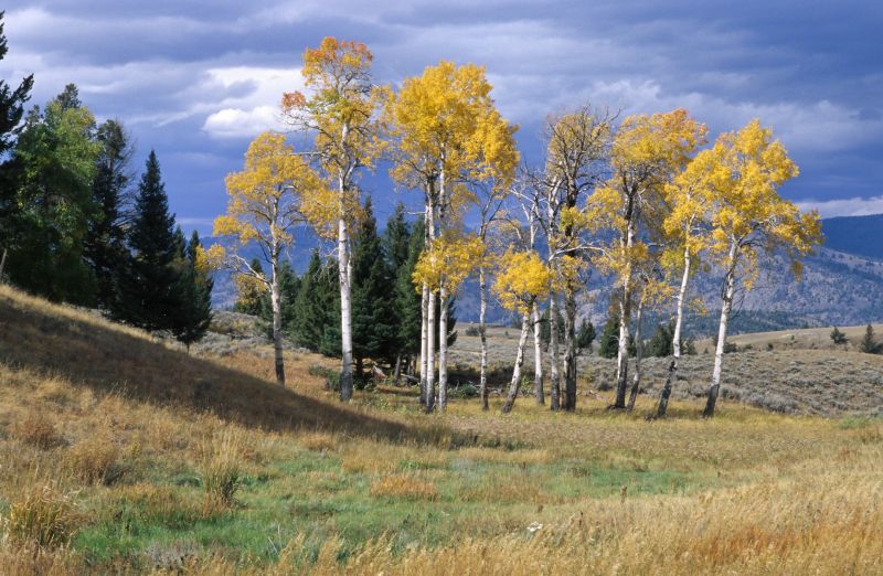 Yellowstone N.P., 09/2007