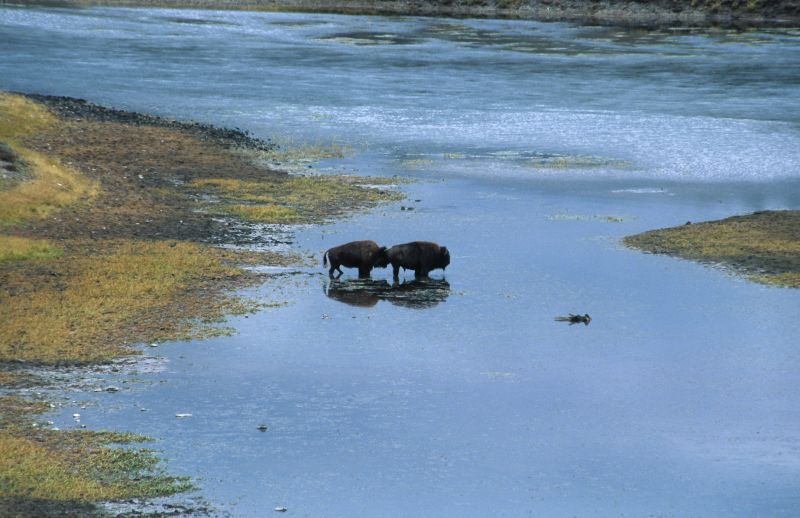 Yellowstone N.P., 09/2007