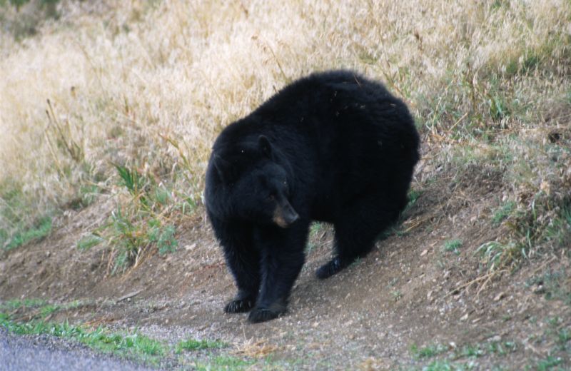 Yellowstone N.P., 09/2007