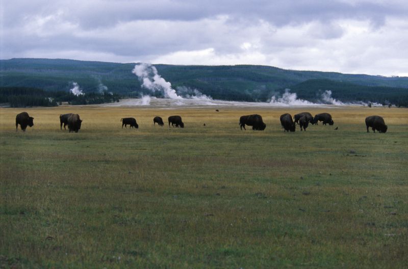 Yellowstone N.P., 09/2007
