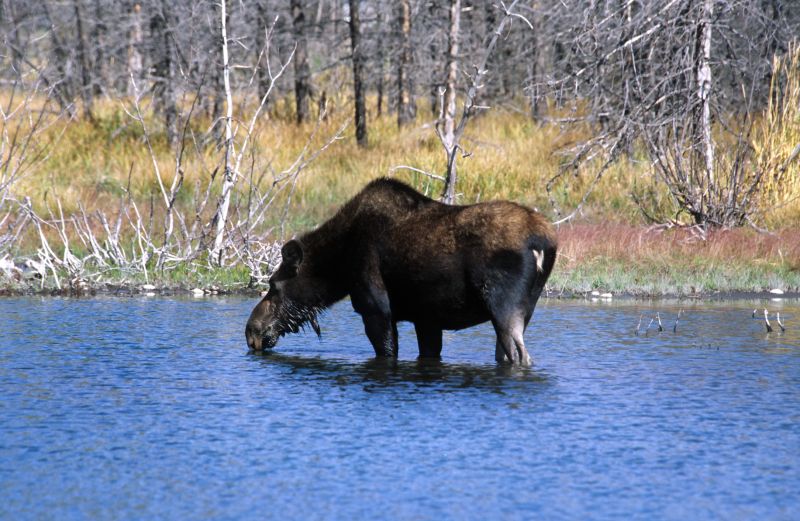 Grand Teton N.P., 09/2007