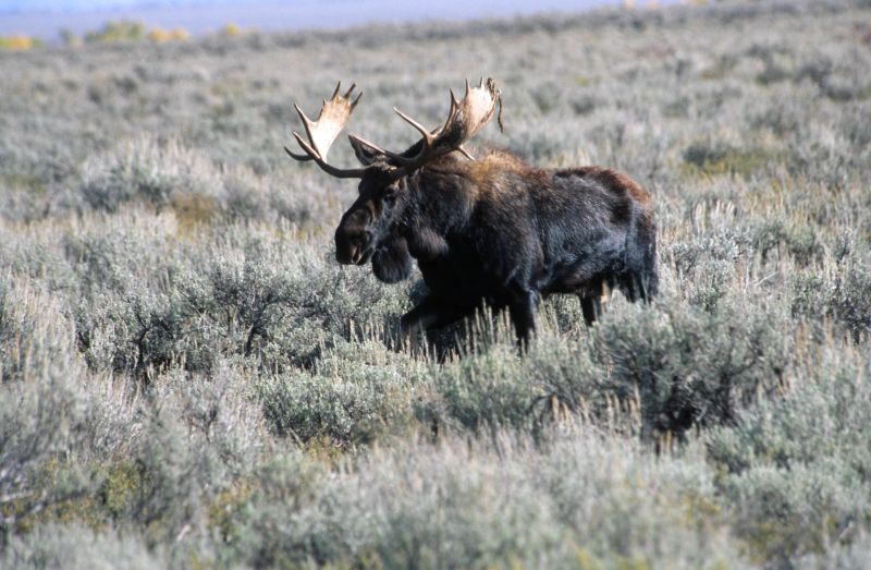 Grand Teton N.P., 09/2007