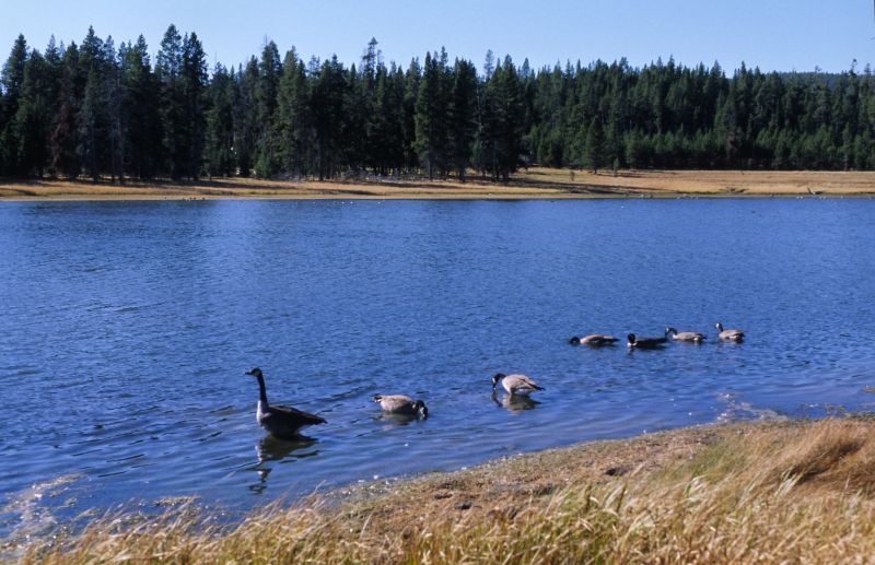 Yellowstone N.P., 09/2007
