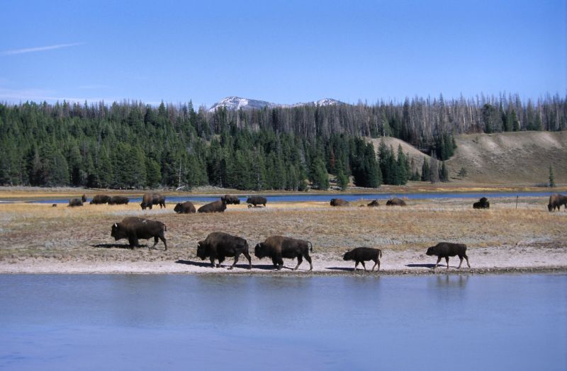 Yellowstone N.P., 09/2007