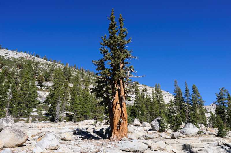 Yosemite N.P., 09./10.2009