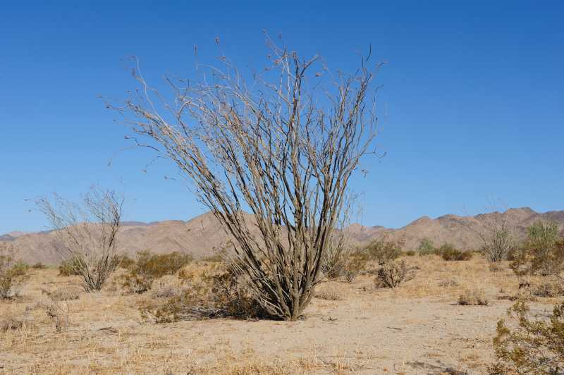 Joshua Tree N.P., 10.2009