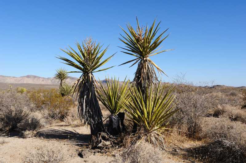 Joshua Tree N.P., 10.2009