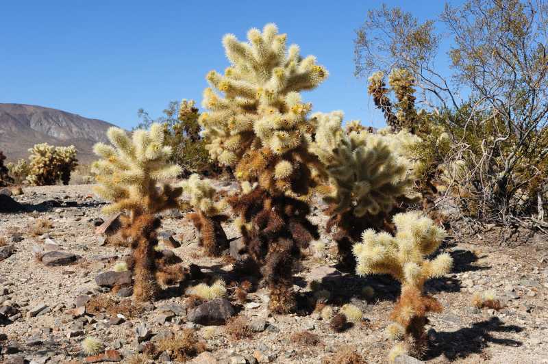 Joshua Tree N.P., 10.2009