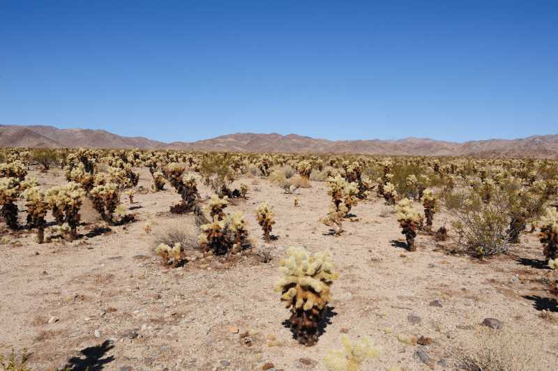 Joshua Tree N.P., 10.2009