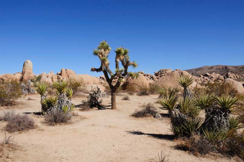Joshua Tree N.P., 10.2009
