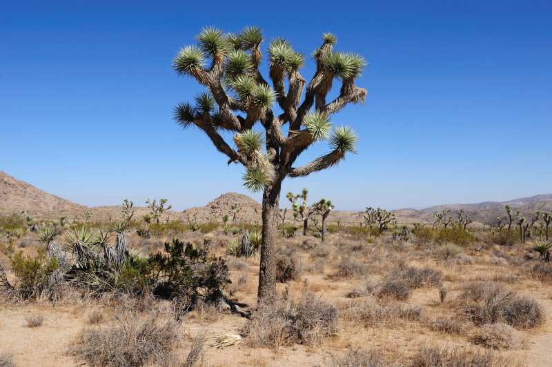 Joshua Tree N.P., 10.2009